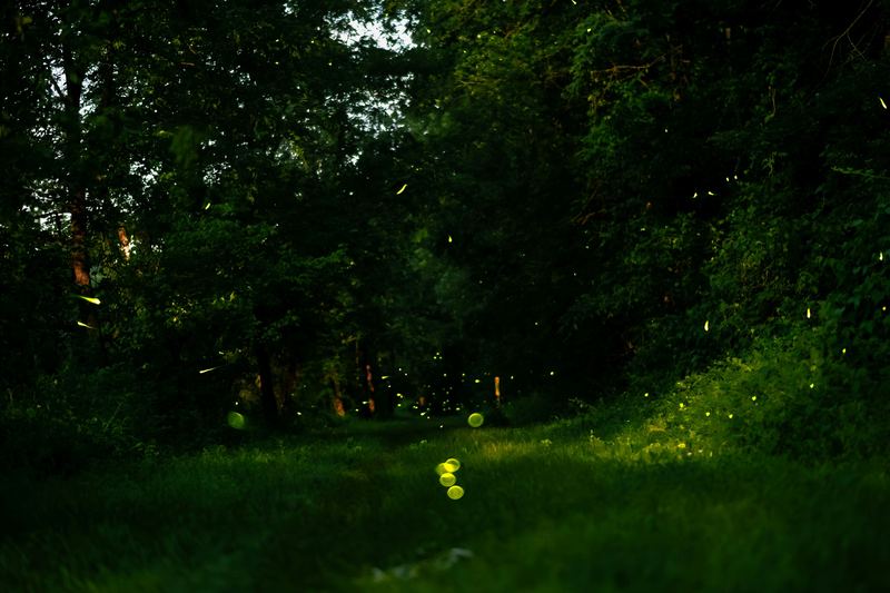 Fireflies glowing over a grassy path through dark summer woods at dusk